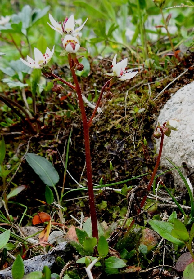 Micranthes stellaris (Saxifraga stellaris) - tähtirikko kasvaa tavallisesti noin 5-15 cm korkeaksi. Sen kukintovana on lehdetön ja nystykarvainen. Monivanaisissa ruusukkeissa yleensä yksi on pysty päävana ja muut ovat sitä pienempiä ja jossain määrin ulospäin kaartuvia. EnL, Enontekiö, Kilpisjärvi, Iso-Mallan eteläinen alarinne, Kitsijoen Kitsiputouksen alapuoli, uoman laide, 645-650 m mpy, 9.7.2018. Copyright Hannu Kämäräinen.