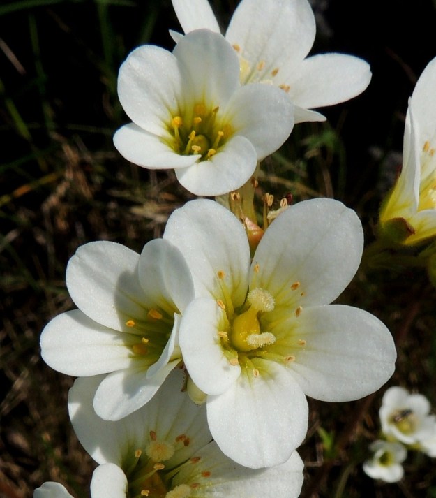 Saxifraga granulata - papelorikon kukassa on viisi terälehteä. Ne ovat valkoiset, tyviosastaan vihreäsuoniset ja yleensä soikean vastapuikeat sekä pyöreäpäiset. Pituutta niillä on useimmiten noin 10-15 mm ja leveyttä leveimmältä kohtaa noin 5-7 mm. A, Sund, Bomarsund, Notviksbasen-niemi, Notvikstornetin raunion viereiset kallioketorinteet, 28.5.2013. Copyright Hannu Kämäräinen.