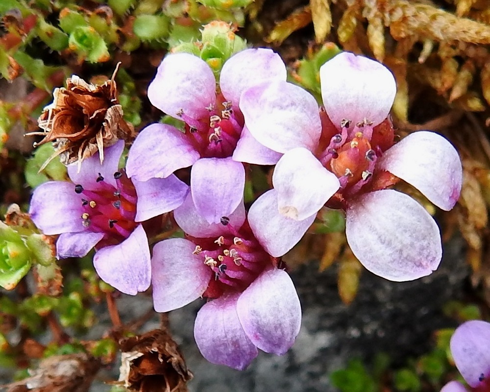 Saxifraga oppositifolia - sinirikon kukan terälehdet ovat yleensä vastapuikeat mutta näkyvin kärkiosa on yleensä leveänsoikea ja pyöreä- tai suippopäinen. Pituutta niillä on useimmiten 6-10 mm ja leveyttä leveimmältä kohtaa noin 3,5-4,5 mm. Heteitä on kymmenen ja emiö on kaksivartaloinen. Vartaloiden kärjessä on lyhyt luotti. Kuvassa näkyy myös edellisen kasvukauden kuivunut ja kärjestään avautunut kota. 6.7.2018. Copyright Hannu Kämäräinen.