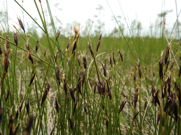Schoenus ferrugineus - ruskoruosteheinä on saanut tieteellisen ja suomalaisen nimensä tummanruskeista tähkistään. Ks, Kuusamo, Käylä, Oulangan kansallispuisto, Rytilampi, rantasuo, 10.7.2019. Copyright Hannu Kämäräinen.