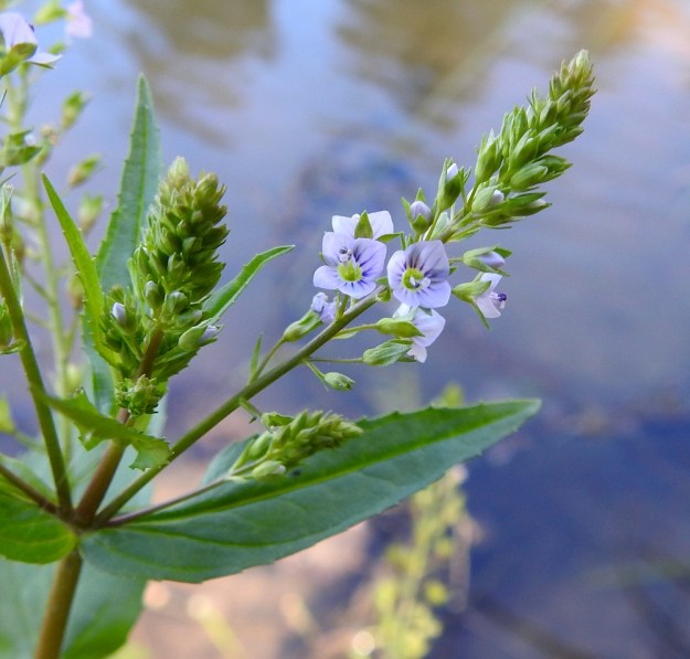 Veronica anagallis-aquatica - konnantädykkeen kukkatertun kärjessä odottavat vuoroaan kehityksensä alussa olevat kukka-aihiot ja niiden alapuolella seuraavien päivien nuput. Kerrallaan on avoimena vain muutama kukka. Samalla kun terttu pitenee, sen tyveen jää kasvava vyöhyke kukkia, jotka ovat teriönsä jo luovuttaneet. ES, Kouvola, Kullasvaara, Kotkan valtatien itäpuoli, rata-alueen pohjoispuolella oleva oja ja sen hulevesialtaat, 10.7.2020. Copyright Hannu Kämäräinen.
