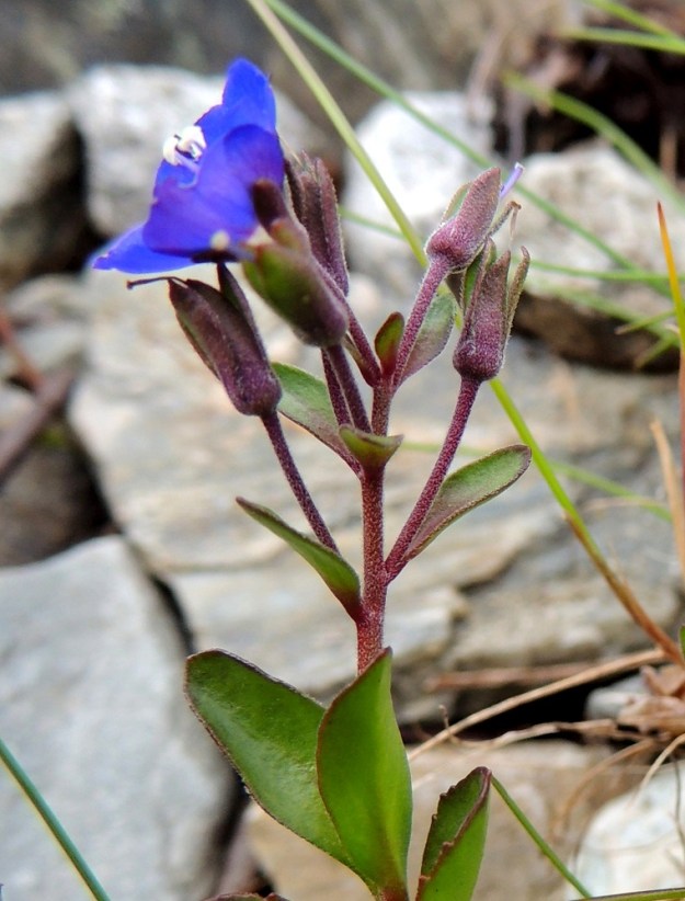 Veronica fruticans - varputädykkeen kukinto on lyhyt, tavallisesti 4-7 kukan latvaterttu, jossa kukat ovat yksittäin verson kärjen lehtihangoissa. Kukkaperä on yleensä noin 5-10 mm pitkä ja lehteään pitempi. Varret ja kukkaperät ovat tiheään kaarikarvaiset. EnL, Enontekiö, Kilpisjärvi, Mallan luonnonpuisto, Kalottireitin varsi Iso-Mallan etelärinteellä, Kitsijoen itäpuolen rinnekivikko, 650 m mpy, 19.7.2013. Copyright Hannu Kämäräinen.