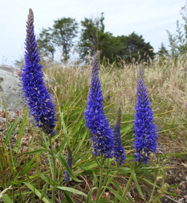 Veronica spicata - tähkätädykkeen kukinto on tähkämäinen latvaterttu, joka on yleensä noin 3-9 cm pitkä. A, Eckerö, Käringsundby, rantakallioketo Käringsundsvägenin varrella, 9.7.2017. Copyright Hannu Kämäräinen.