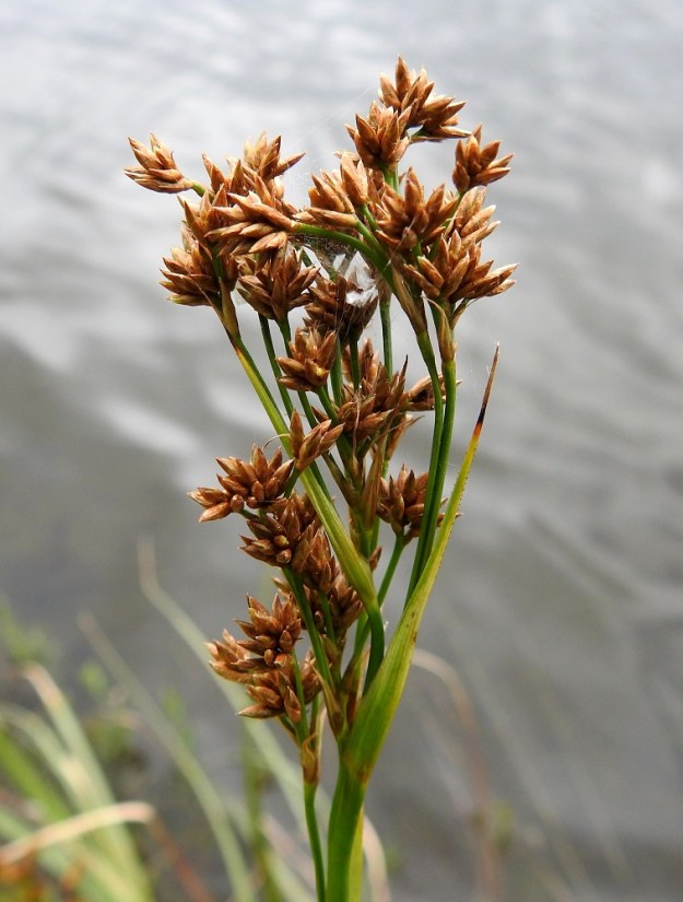 Cladium mariscus - isotaarnan kukinnon kärkiosassa osakukinnot ovat tiiviimpinä ryhminä. Kunkin tähkäryhmän perän tyvellä on ruskehtava, kapea ja pitkäsuippuinen tukilehti, joka on noin 10-15 mm pitkä. 12.7.2019. Copyright Hannu Kämäräinen.