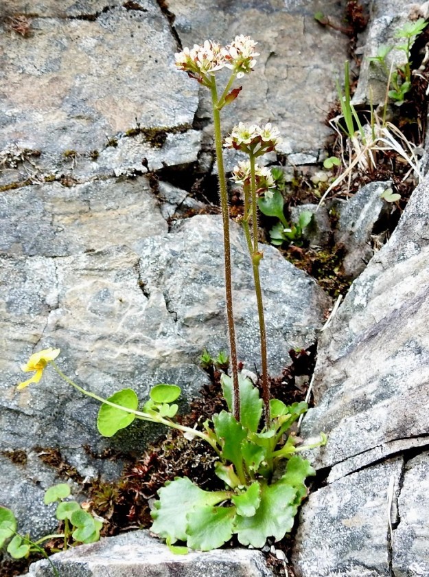 Micranthes nivalis (Saxifraga nivalis) - pahtarikko sovittaa itsensä myös kallioseinämien rakoihin ja pienille ulokkeille. Se kestää hyvin kuiviakin kalliopintoja, mutta ei näytä karttavan kosteampia paikkojakaan. Kuvan kalkkipitoisella seinämällä se on alttiina viereisestä putouksesta leviävälle vesisumulle. EnL, Enontekiö, Kilpisjärvi, Iso-Mallan eteläinen alarinne, Kitsijoen Kitsiputouksen seinämärinne, 655 m mpy, 9.7.2018. Copyright Hannu Kämäräinen.