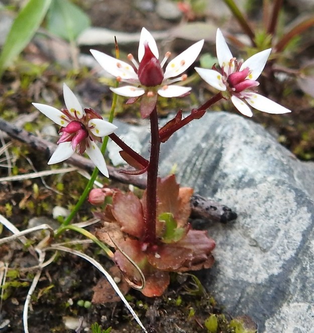 Micranthes stellaris (Saxifraga stellaris) - tähtirikon ruusukelehdet voivat aurinkoisilla kasvupaikoilla olla enemmän tai vähemmän punaruskeat. Varren ja haarojen päissä olevat kukat ovat tavallisesti noin 10-15 mm leveitä. Emin vartalot ovat tukevat ja jossain määrin ulospäin kaartuvat. EnL, Enontekiö, Kilpisjärvi, Iso-Mallan eteläinen alarinne, Kitsijoen Kitsiputouksen alapuoli, uoman laide, 645-650 m mpy, 9.7.2018. Copyright Hannu Kämäräinen.