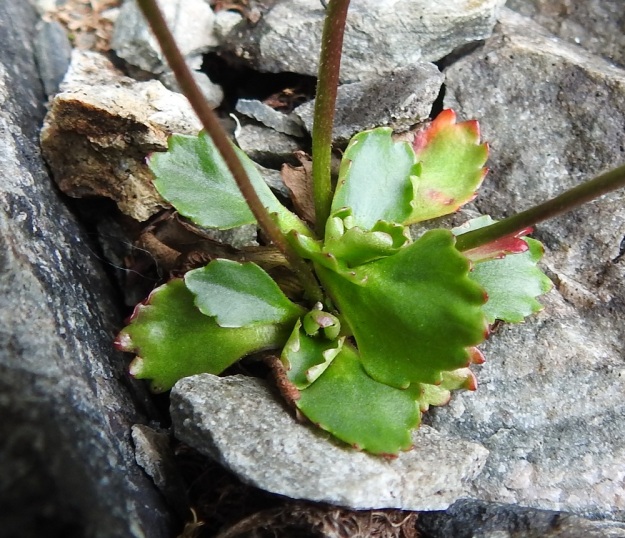 Micranthes tenuis (Saxifraga tenuis) - lumirikon lehtiruusuke on maanmyötäinen. Lehdet ovat siipipalteisesti ruodilliset (ruoti noin 3-5 mm). Lehtilapa on pyöreähkö, soikea tai leveänpuikea ja isohampainen sekä tyviosastaan tavallisesti kapeneva. Lapa on päältä kaljuhko ja tavallisesti noin 5-10 mm pitkä ja leveimmältä kohtaa noin 4-9 mm leveä. Lehtien kokonaispituus ruotineen on useimmiten vain noin 10-15 mm. EnL, Enontekiö, Kilpisjärvi, Iso-Mallan eteläinen alarinne, Kitsijoen Kitsiputouksen seinämärinne, 655 m mpy, 9.7.2018. Copyright Hannu Kämäräinen.