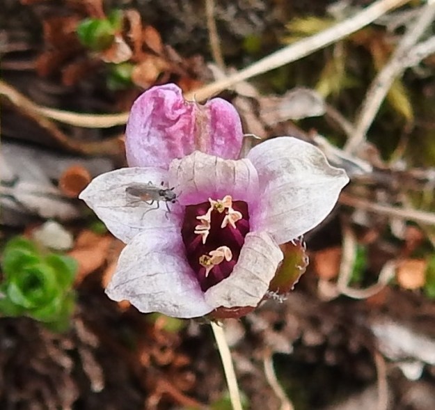 Saxifraga oppositifolia - sinirikon kukassa on lähes aina viisi terälehteä. Joskus niitä kuitenkin voi olla kuusikin, kuten kuvan kukintaansa lopettelevassa ja jo värinsäkin menettäneessä teriössä. 6.7.2018. Copyright Hannu Kämäräinen.