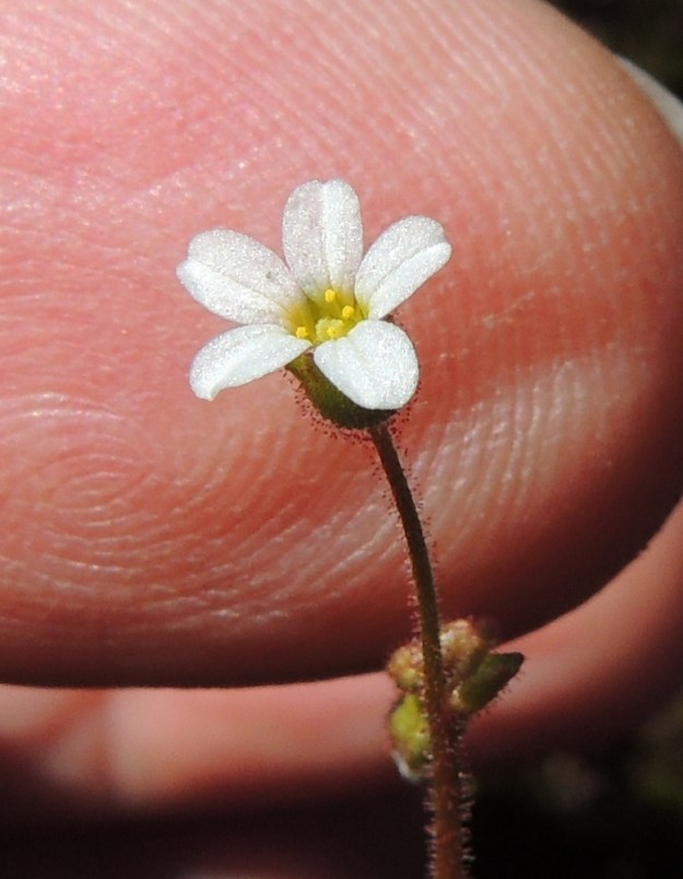 Saxifraga tridactylites - mäkirikon kukassa on viisi terälehteä. Ne ovat valkoiset, tyveltään keltaiset, yläviistot ja yleensä soikean vastapuikeat sekä pyöreäpäiset tai toisinaan päästään pieniloviset. Pituutta niillä on useimmiten noin 2,5-3 mm ja leveyttä leveimmältä kohtaa noin 1,5-2 mm. Keltaponsisia heteitä on kymmenen ja emiö on kaksivartaloinen ja -luottinen. 14.5.2015. Copyright Hannu Kämäräinen.
