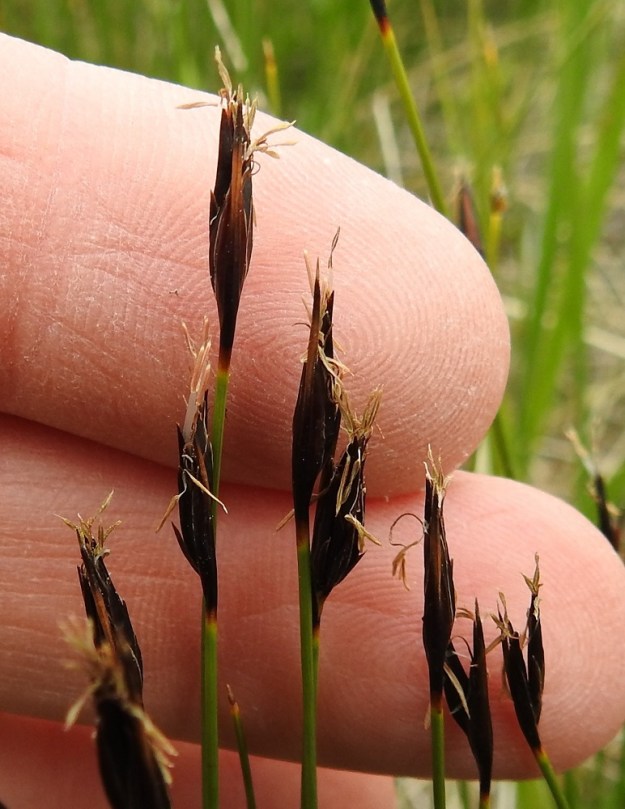 Schoenus ferrugineus - ruskoruosteheinän kukinto on tavallisesti tiivis ja kaksi- tai kolmetähkäinen. Tähkät ovat sukkulamaisia, litteitä ja yleensä noin 7-8 mm pitkiä sekä kaksi- tai kolmekukkaisia. Tähkäsuomut ovat vastakkain. Alimmat suomut ovat noin 3 mm ja ylemmät noin 6 mm pitkät. Mittakaavana sormet, joiden leveys on noin 2 cm. Ks, Kuusamo, Käylä, Oulangan kansallispuisto, Rytilampi, rantasuo, 10.7.2019. Copyright Hannu Kämäräinen.