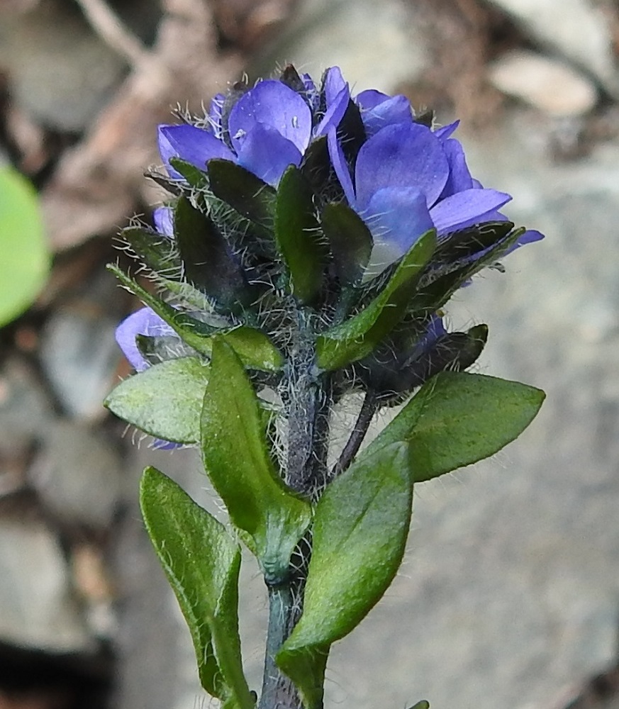 Veronica alpina subsp. alpina - tunturitädyke subsp. pulmuntunturitädyke on varren yläosastaan ja kukkaperistään usein sinertävä. Kukkien tukilehdet ovat kukkaperiä pitemmät ja laidoiltaan ripsikarvaiset. Pulmuntunturitädykkeellä tukilehtien alapinta on kalju mutta sopulintunturitädykkeellä karvainen. Kukkien verhiö on neliliuskainen ja laidoiltaan ripsikarvainen. Pituutta liuskoilla on yleensä noin 4-5 mm. EnL, Enontekiö, Kilpisjärvi, Iso-Mallan etelärinne, Kitsijoen Kitsiputouksen tyvirotko, 650 m mpy, 9.7.2018. Copyright Hannu Kämäräinen.