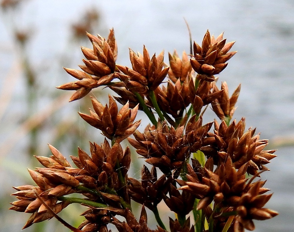 Cladium mariscus - isotaarnan palleromaisessa tähkäryhmässä on tavallisesti 5-10 tähkää. Ne ovat sukkulamaisia, perättömiä, kellanruskeita tai ruskeita ja noin 4-5 mm pitkiä. 12.7.2019. Copyright Hannu Kämäräinen.