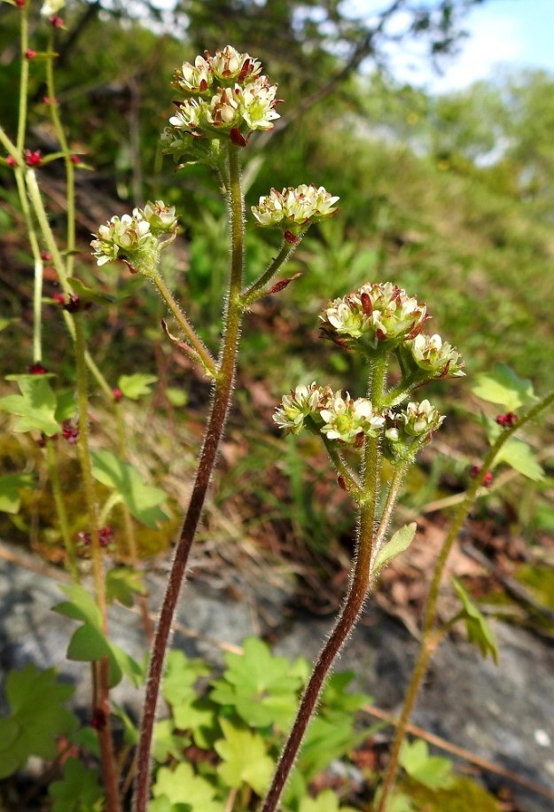 Micranthes nivalis (Saxifraga nivalis) - pahtarikon kukintovanat ovat vihreät tai sinipunaiset ja kukintohaaroihin saakka lehdettömät. Taustalla näkyy itusilmuinen nuokkurikko, Saxifraga cernua. EnL, Enontekiö, Kilpisjärvi, Saanan jyrkkä lounaisrinne, ensimmäisen, matalan pahtaseinämän yläpuolinen, osin valu- ja tihkuvesien kostuttama kalliojuotti retkeilykeskuksen kohdalla, luonnonsuojelualue, 620 m mpy, 5.7.2018. Copyright Hannu Kämäräinen.