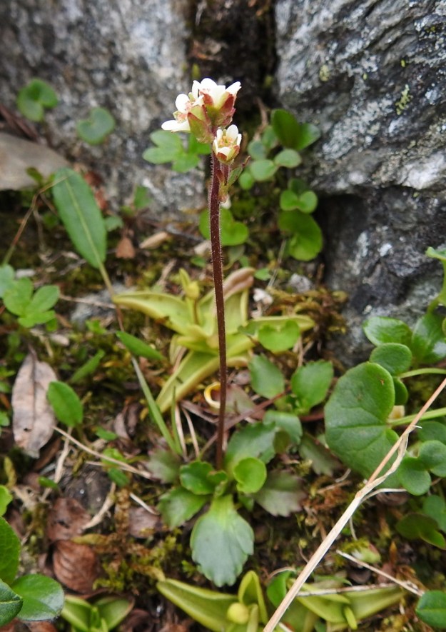 Micranthes tenuis - lumirikko vai M. nivalis - pahtarikko? Kukintaansa aloittavista tämän lajiparin rikoista on toisinaan vaikea sanoa viimeistä sanaan suuntaan tai toiseen. Ylemmät kukat ovat lähes perättömiä ja alimmalla kukalla on peräti kolme tukilehteä, joista yksi on peräänsä pitempi ja kaksi sitä lyhyempiä. Heteiden ponnet ovat oranssit. Varren yläosa on tiheähkö sekä pitkähkökarvainen ja seassa on myös hapsikarvoja. Varren yläosan perusteella kyse näyttäisi olevan pahtarikosta. EnL, Enontekiö, Kilpisjärvi, Saanan jyrkkä koillisrinne lähellä pahtaseinämän tyveä, Saanajärven luoteispään kohdalla, 785 m mpy, 6.7.2018. Copyright Hannu Kämäräinen.