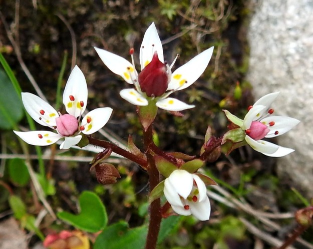 Micranthes stellaris (Saxifraga stellaris) - tähtirikon kukintohaarat ovat tukilehdelliset. Toisinaan, kuten kuvassa, myös kukkaperässä voi olla pieni kukintolehti. Laji on saanut tieteellisen ja suomalaisen nimensä tähtimäisistä kukistaan, jotka terälehtien valkoisuudesta huolimatta ovat varsin värikkäät. Heteitä on kymmenen ja niiden ponnet ovat yleensä punasävyiset. Emiön väri vaihtelee suuresti ja se voi koristaa kukkaa mm. vaaleanpunaisena ja punaruskeana. Terälehtien väripilkut täydentävät vielä kukan eloisuutta. EnL, Enontekiö, Kilpisjärvi, Iso-Mallan eteläinen alarinne, Kitsijoen Kitsiputouksen alapuoli, uoman laide, 645-650 m mpy, 9.7.2018. Copyright Hannu Kämäräinen.