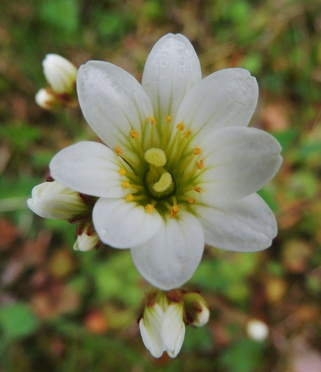 Saxifraga granulata - papelorikon kukan perussääntö viidestä terälehdestä ja kymmenestä heteestä ei ole estänyt kuvan kukkaa kasvattamasta kahdeksaa terälehteä ja kuuttatoista hedettä. Monilla muillakin lajeilla esiintyy vastaavaa säännöistä piittaamattomuutta silloin tällöin. A, Lemland, eteläpää, Herröskatan, luonnonsuojelualue, tieuran laitaketo, 26.5.2013. Copyright Hannu Kämäräinen.