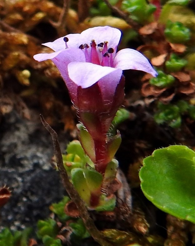 Saxifraga oppositifolia - sinirikon kukan malli on sivusta katsoen lähinnä suppilomainen, kun terälehdet nousevat kukan pohjalta ensin vain hieman avartuen ennen kuin kärkiosastaan kääntyvät jyrkästi sivulle. Ne ovat noin kaks i kertaa verholehtien pituiset. 6.7.2018. Copyright Hannu Kämäräinen.