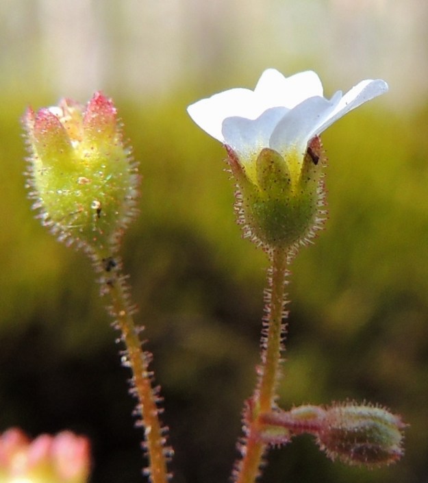Saxifraga tridactylites - mäkirikon kukkapohjuksen ja verhiön yhteispituus on tavallisesti noin 3 mm ja leveys noin 2 mm. Verhiönliuskoja on 5, ja ne ovat hieman kärkeä kohti kapenevat ja noin 1 mm pitkät. Kukkaperä, -pohjus ja verhiö ovat tiheään nystykarvaiset. 14.5.2015. Copyright Hannu Kämäräinen.
