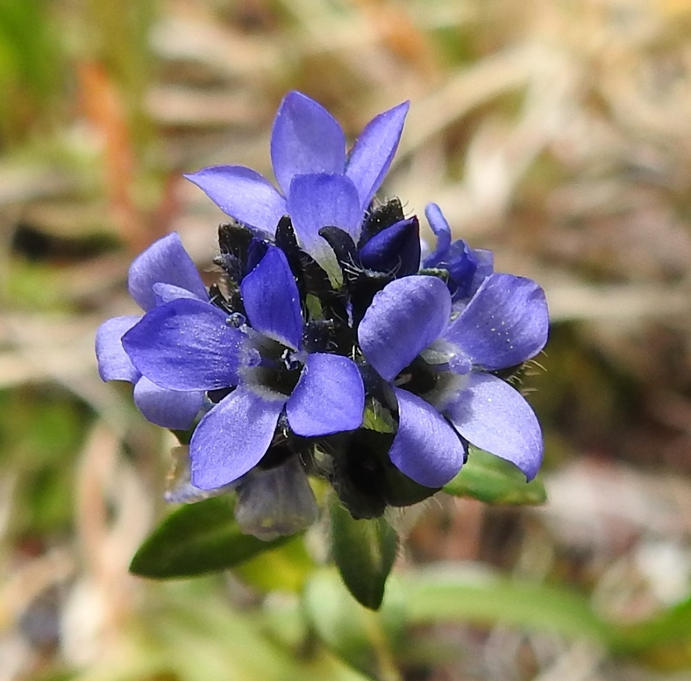 Veronica alpina subsp. alpina - tunturitädykkeen subsp. pulmuntunturitädykkeen teriö on yhdislehtinen, ratasmainen ja jossain määrin kellomainen. Se on sininen tai tummansininen, tyviosastaan valkoisehko ja tavallisesti noin 5-7 mm leveä sekä neliliuskainen. Liuskat ovat erilliset ja useimmiten noin 3-4 mm pitkät. EnL, Enontekiö, Kilpisjärvi, Saanan koillipuoli, Saanajärven luoteispäästä nouseva, 745 m mpy korkea harjanne, paljakkarinne, 720 m mpy, 6.7.2018. Copyright Hannu Kämäräinen.