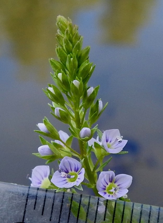 Veronica anagallis-aquatica - konnantädykkeen teriö on yhdislehtinen, ratasmainen ja ainakin Manner-Suomen nykyesiintymissä tavallisesti noin 4-5 mm leveä. Se on vaaleansininen, suoniltaan sinipunainen ja neliliuskainen. Heteitä on kaksi ja emin vartaloita ja luotteja yksi. ES, Kouvola, Kullasvaara, Kotkan valtatien itäpuoli, rata-alueen pohjoispuolella oleva oja ja sen hulevesialtaat, 10.7.2020. Copyright Hannu Kämäräinen.