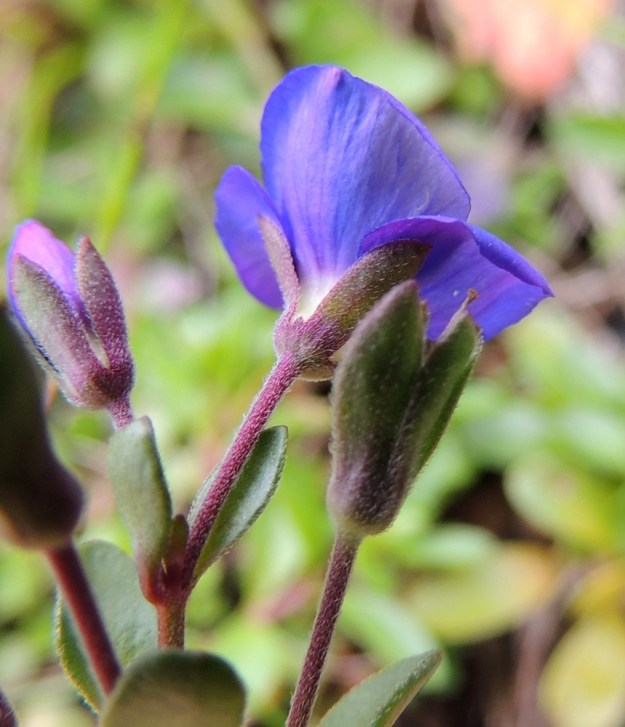 Veronica fruticans - varputädykkeen yhdislehtisen teriön verhiön sisään jäävä torviosa on noin 1,5 mm pitkä. Verhiö on lähes tyveen asti neliliuskainen. Liuskat ovat lähinnä leveänsuikeat, suippopäiset ja päältä tiheään kaarikarvaiset. Pituutta niillä on noin 5-6 mm ja leveyttä leveimmältä kohtaa noin 1,5-2 mm. Teriö varisee kokonaisena vain päivän kukittuaan. EnL, Enontekiö, Kilpisjärvi, Mallan luonnonpuisto, Kalottireitin varsi Iso-Mallan etelärinteellä, Kitsijoen itäpuolen rinnekivikko, 650 m mpy, 19.7.2013. Copyright Hannu Kämäräinen.