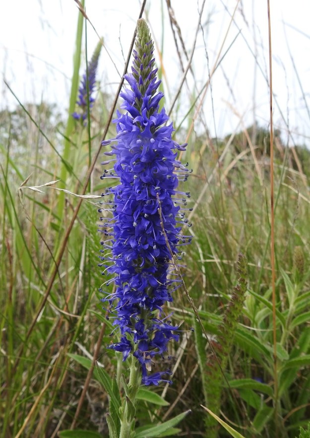 Veronica spicata - tähkätädykkeen hyvin tiheän ja tähkämäisen latvatertun kukat ovat yleensä siniset tai sinipunaiset ja harvoin valkoiset. A, Eckerö, Käringsundby, rantakallioketo Käringsundsvägenin varrella, 9.7.2017. Copyright Hannu Kämäräinen.