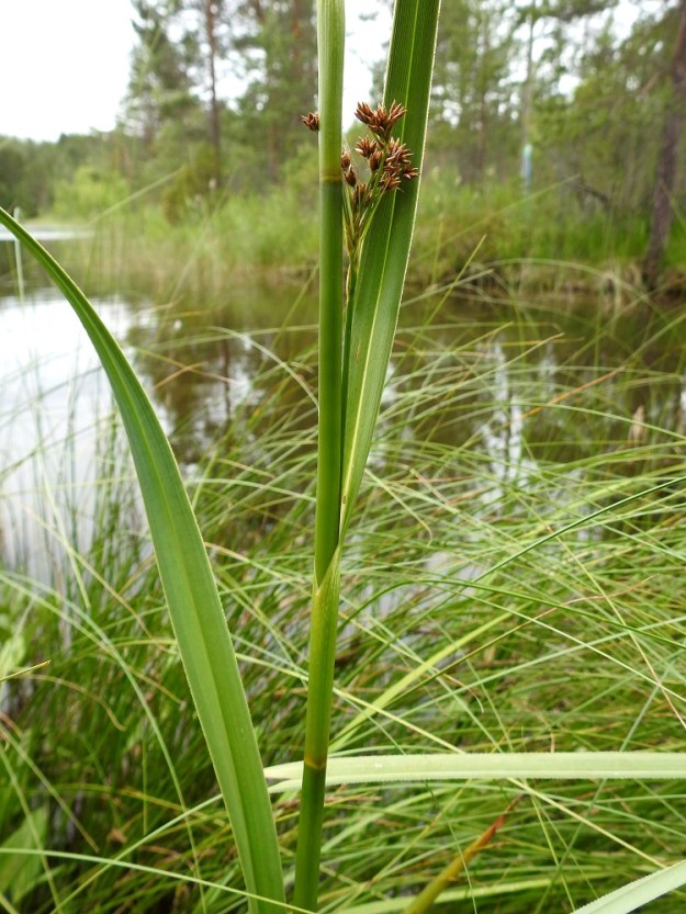 Cladium mariscus - isotaarnan varsilehdet ovat ylöspäin lyheten noin 30-70 cm pitkiä. Lovisuinen, kielekkeetön tuppi on noin 5-10 cm pitkä. 12.7.2019. Copyright Hannu Kämäräinen.