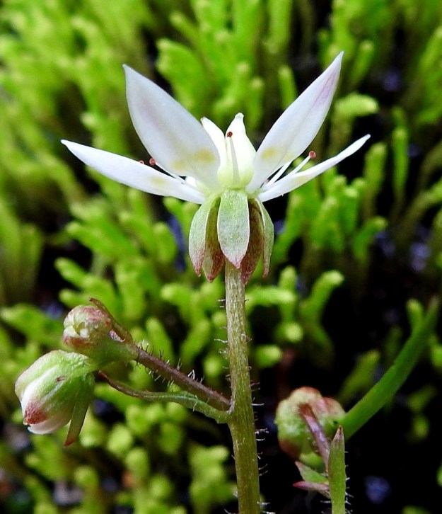 Micranthes stellaris (Saxifraga stellaris) - tähtirikon kukkaperä on nystykarvainen ja tavallisesti noin 5-10 mm pitkä. Verholehtiä on viisi ja ne ovat soikeita tai suikeahkoja, kaljuja ja yleensä noin 3-3,5 mm pitkiä. Verholehdet yleensä kääntyvät kukinnan aikana suoraan alaspäin. EnL, Enontekiö, Kilpisjärvi, Saanan Kilpisjärveen päättyvä, läntinen alarinne Käsivarrentien koillispuolella, tunturikoivikon puro sodan muistomerkkipolun varressa, 490 m mpy, 8.7.2018. Copyright Hannu Kämäräinen.
