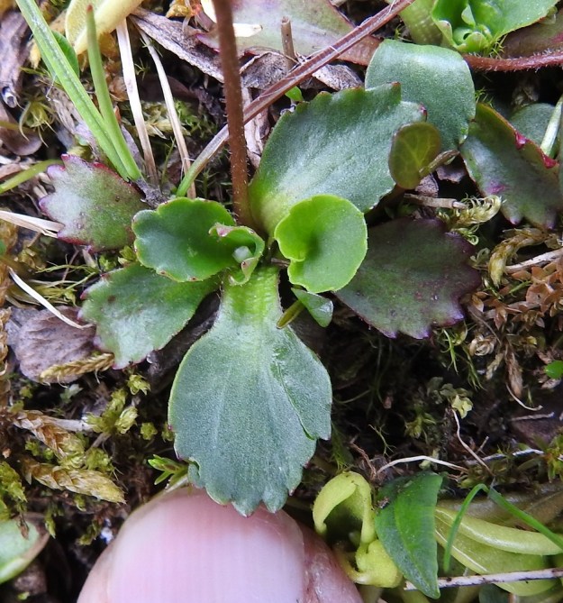 Micranthes tenuis - lumirikko vai M. nivalis - pahtarikko? Edellisessä kuvassa nähdyn yksilön pelkkä lehtiruusuke sopisi hyvin lumirikolle. Sormen kohdalla olevan isoimman lehden pituus on noin 15 mm ja leveys noin 10 mm. Varren alaosa on harvaan nystykarvainen. Pelkästään tämän kuvan perusteella kyse olisi lumirikosta. Pahtarikolla kuitenkin koon vaihtelu, myös ruusukkeiden osalta, on suurta, ja koska kukkatuntomerkit viittaavat enemmän pahtarikkoon päin, kuvanottajan kokonaisarvio päätyykin pahtarikkoon. EnL, Enontekiö, Kilpisjärvi, Saanan jyrkkä koillisrinne lähellä pahtaseinämän tyveä, Saanajärven luoteispään kohdalla, 785 m mpy, 6.7.2018. Copyright Hannu Kämäräinen.