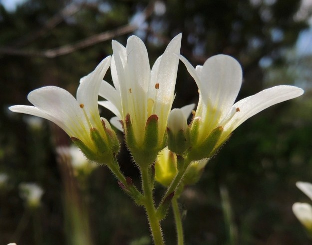 Saxifraga granulata - papelorikon kukan verhiössä on viisi liuskaa ja ne ovat tavallisesti hieman kärkeä kohti kapenevat ja pyöreä- tai tylppäpäiset. Pituutta niillä on yleensä noin 3,5-4 mm. Terälehdet ovat yleensä noin 3-4 kertaa verhiönliuskojen mittaiset. Varsien yläosat, kukintohaarat, kukkaperät, tukilehdet ja verhiöt ovat tiheään nystykarvaiset. A, Lemland, Styrsön ja Nåtön välinen pieni Rödgrundet-saari, jonka maantie lävistää, tienlaitaketo, YKJ 27.5.2013. Copyright Hannu Kämäräinen.