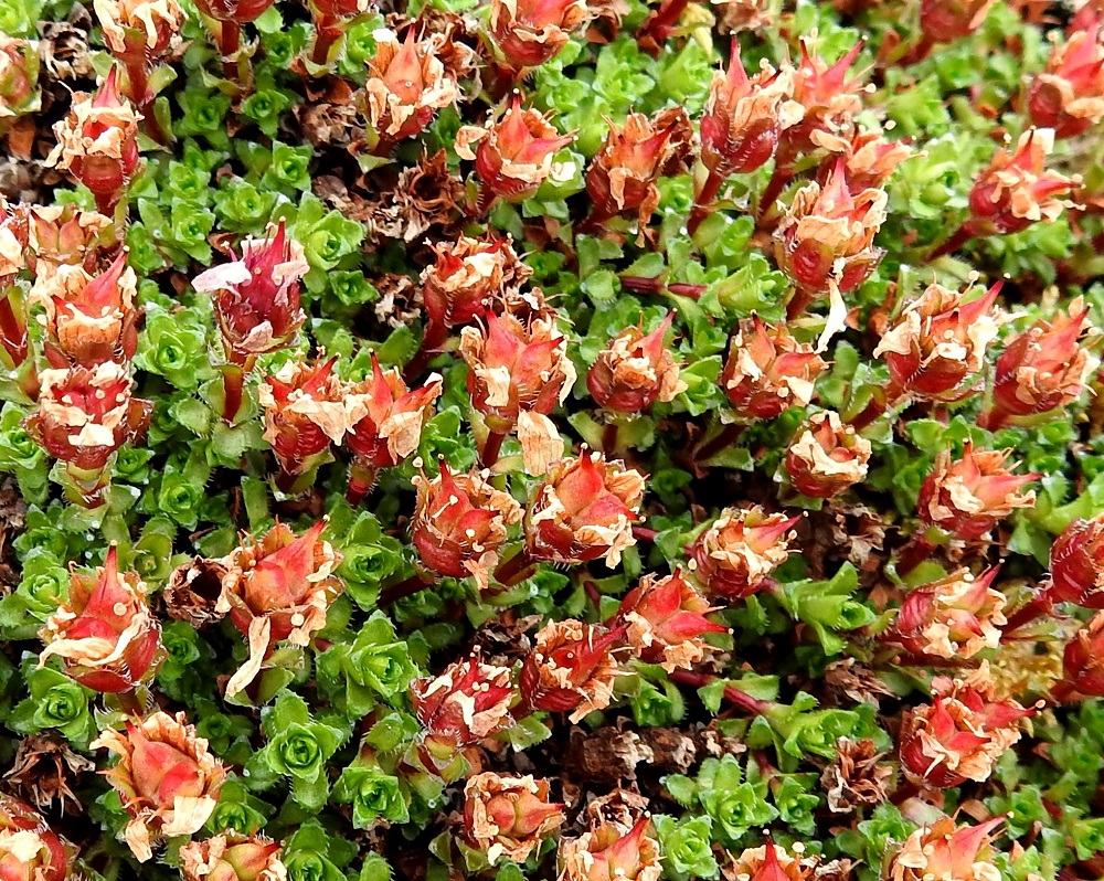 Saxifraga oppositifolia - sinirikon kota on kaksilokeroinen ja kalju sekä aluksi punaruskea. Se on tavallisesti noin 6-8 mm pitkä ja ulospäin kaartuvat kodan kärjet, entiset emin vartalot, nousevat verhiötä korkeammalle. 6.7.2018. Copyright Hannu Kämäräinen.