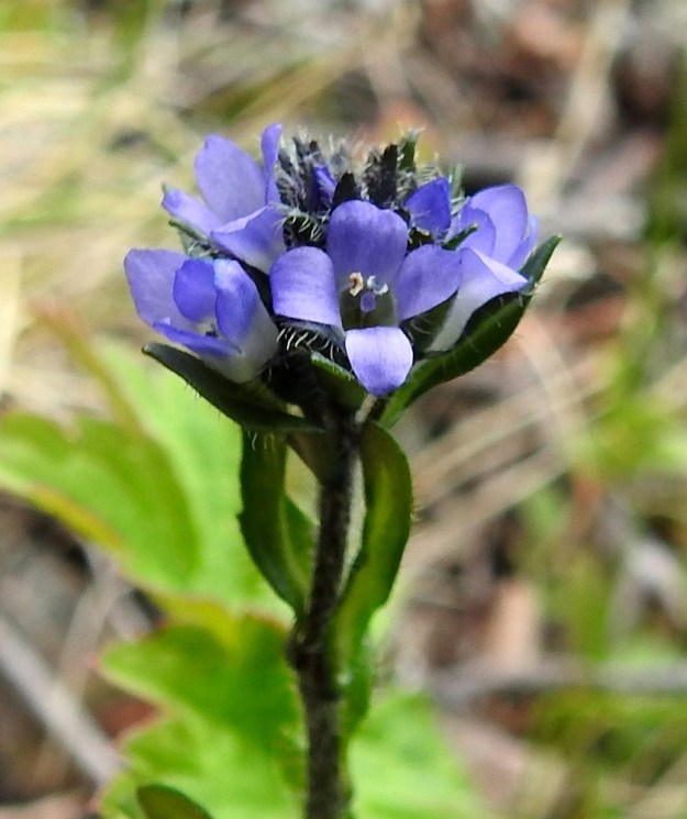 Veronica alpina subsp. alpina - pulmuntunturitädykkeen kukassa on kaksi hedettä, jotka ovat ylimmän teriönliuskan reunojen kohdalla ja teriöön kiinnittyneinä varisevat sen mukana. Emin vartaloita ja luotteja on yksi. EnL, Enontekiö, Kilpisjärvi, Saanan lounaisrinne, ensimmäisen, matalan pahtaseinämän tyven jyrkkä tunturikoivikkorinne retkeilykeskuksen kohdalla, 585 m mpy, 5.7.2018. Copyright Hannu Kämäräinen.