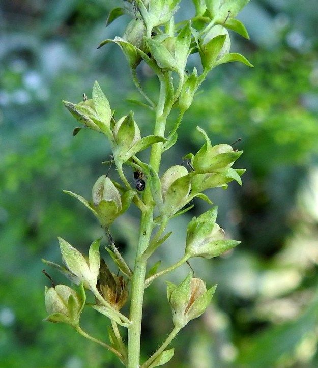 Veronica anagallis-aquatica - konnantädykkeen kukkaperä on tukilehdellinen, noin 4-5 mm pitkä ja kuvan tavoin lyhytkarvainen tai kaljuhko. Tukilehti on kapeahko ja selvästi kukkaperää lyhyempi. Verhiö on neliliuskainen. Liuskat ovat soikeahkot, suippopäiset ja kaljut. Ne ovat tavallisesti noin 2-2,5 mm pitkät. Kota on lähes pallomainen, noin 3 mm pitkä ja kalju sekä noin verhiön pituinen. Se avautuu kärjestä päin saumaa pitkin, kuten kuvan alalaidassa on nähtävissä. ES, Kouvola, Kurvi, Suursuonoja Valkealanväylän itäpuolella, 23.7.2018. Copyright Hannu Kämäräinen.
