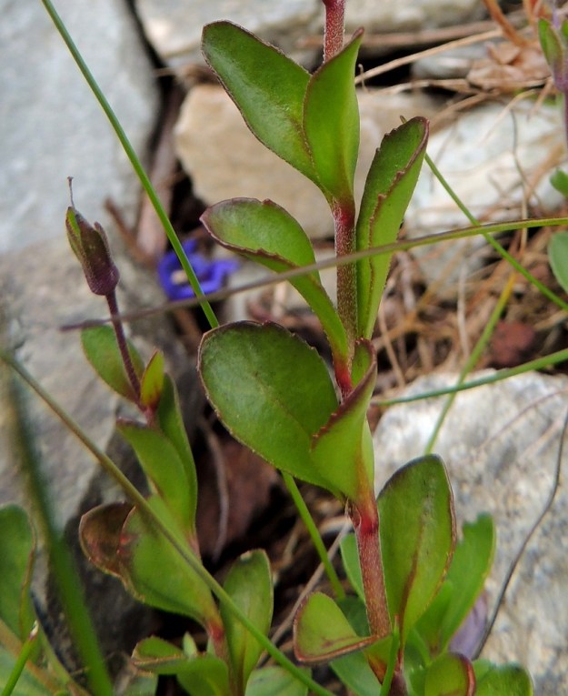 Veronica fruticans - varputädykkeen lehdet ovat ehytlaitaiset tai kuvan yksilön tavoin matalahampaiset. EnL, Enontekiö, Kilpisjärvi, Mallan luonnonpuisto, Kalottireitin varsi Iso-Mallan etelärinteellä, Kitsijoen itäpuolen rinnekivikko, 650 m mpy, 19.7.2013. Copyright Hannu Kämäräinen.