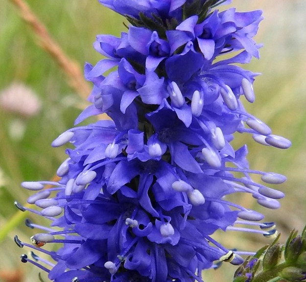 Veronica spicata - tähkätädykkeen teriö on yhdislehtinen, ratasmainen ja neliliuskainen. Se on tavallisesti noin 6-8 mm leveä. Teriönliuskat ovat noin 3-4 mm pitkiä. Ylin niistä on lähes pitkänpyöreä ja muut kolme selvästi kapeampia ja suippopäisiä. Heteitä on kaksi ja ne ovat noin 5-6 mm pitkiä ulottuen kauas teriön ulkopuolelle. Emin vartaloita ja luotteja on yksi. A, Eckerö, Käringsundby, rantakallioketo Käringsundsvägenin varrella, 9.7.2017. Copyright Hannu Kämäräinen.