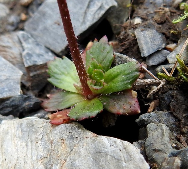 Micranthes foliolosa (Saxifraga foliolosa) - iturikon vana on tyvestään yläosaa tiheämmin karvainen. Hapsikarvoja on nystykarvoja enemmän. Myös ruusukelehtien yläpinta ja reunat ovat nysty- ja hapsikarvaiset. EnL, Enontekiö, Kilpisjärvi, Saanan jyrkkä koillisrinne vähän pahdan pään ja Saanajärven luoteispuolella, 800 m mpy, 6.7.2018. Copyright Hannu Kämäräinen.