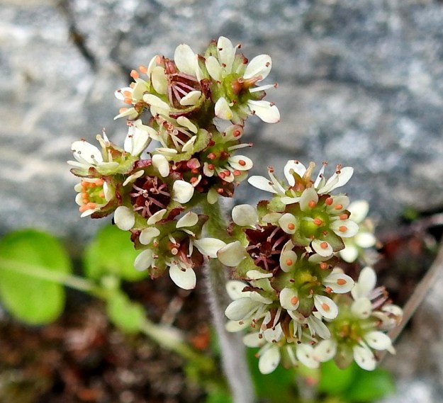 Micranthes nivalis (Saxifraga nivalis) - pahtarikon teriö on tavallisesti noin 4-8 mm leveä. Terälehtiä on viisi. Ne ovat valkoiset ja toisinaan myöhemmin punertuvat. Malliltaan ne ovat soikeat ja kapenevatyviset. Pituutta niillä on yleensä noin 2,5 mm. Heteitä on kymmenen ja emin vartaloita ja luotteja kaksi. Jos hyönteispölytystä ei tapahdu, heteet kääntyvät kuvan tavoin luotteihin kiinni ja aiheuttavat itsepölytyksen. EnL, Enontekiö, Kilpisjärvi, Iso-Mallan eteläinen alarinne, Kitsijoen Kitsiputouksen seinämärinne, 655 m mpy, 9.7.2018. Copyright Hannu Kämäräinen.
