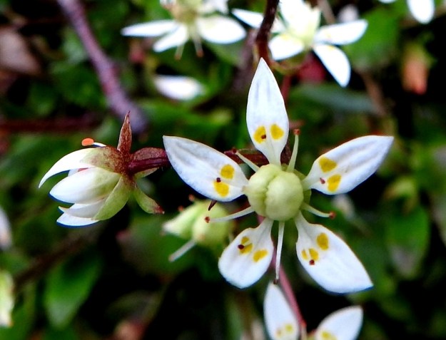 Micranthes stellaris (Saxifraga stellaris) - tähtirikon kukassa on viisi terälehteä. Ne ovat kärkiosastaan kapeanpuikeat ja teräväkärkiset sekä tyviosastaan jyrkästi kapenevat. Kaventuman yläpuolella on kaksi pyöreähköä ja yleensä keltaista tai vihertävänkeltaista täplää. Terälehdet ovat noin 5-7 mm pitkät ja leveimmältä kohtaa noin 2-2,5 mm leveät. EnL, Enontekiö, Kilpisjärvi, Saanan Kilpisjärveen päättyvä, läntinen alarinne Käsivarrentien koillispuolella, tunturikoivikon puro sodan muistomerkkipolun varressa,  490 m mpy, 8.7.2018. Copyright Hannu Kämäräinen.