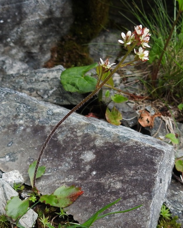 Micranthes tenuis - lumirikko vai M. nivalis - pahtarikko? Kukintaansa aloittavista tämän lajiparin rikoista on toisinaan vaikea sanoa viimeistä sanaan suuntaan tai toiseen. Ylemmät kukat ovat lähes perättömiä ja alimmalla kukalla on peräti kolme tukilehteä, joista yksi on peräänsä pitempi ja kaksi sitä lyhyempiä. Heteiden ponnet ovat oranssit. Varren yläosa on tiheähkö sekä pitkähkökarvainen ja seassa on myös hapsikarvoja. Varren yläosan perusteella kyse näyttäisi olevan pahtarikosta. EnL, Enontekiö, Kilpisjärvi, Saanan jyrkkä koillisrinne lähellä pahtaseinämän tyveä, Saanajärven luoteispään kohdalla, 785 m mpy, 6.7.2018. Copyright Hannu Kämäräinen.