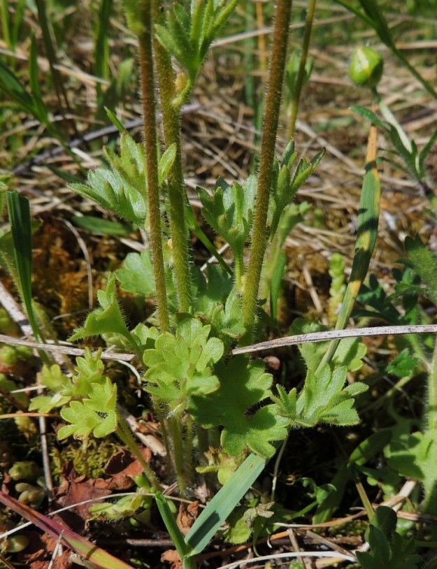 Saxifraga granulata - papelorikon tyvilehdet ovat pitkäruotiset ja liuskaiset. Myös alemmat varsilehdet ovat pitkähköruotiset, mutta ruoti lyhenee varren ylemmissä lehdissä. A, Sund, Bomarsund, Notviksbasen-niemi, Notvikstornetin raunion viereiset kallioketorinteet, 28.5.2013. Copyright Hannu Kämäräinen.