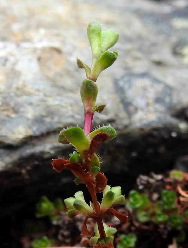 Saxifraga oppositifolia - sinirikon varret ovat lähes varpumaiset ja kaljut sekä alempaa ruskehtavat ja ylempää sinipunaiset tai punaruskeat. 6.7.2018. Copyright Hannu Kämäräinen.