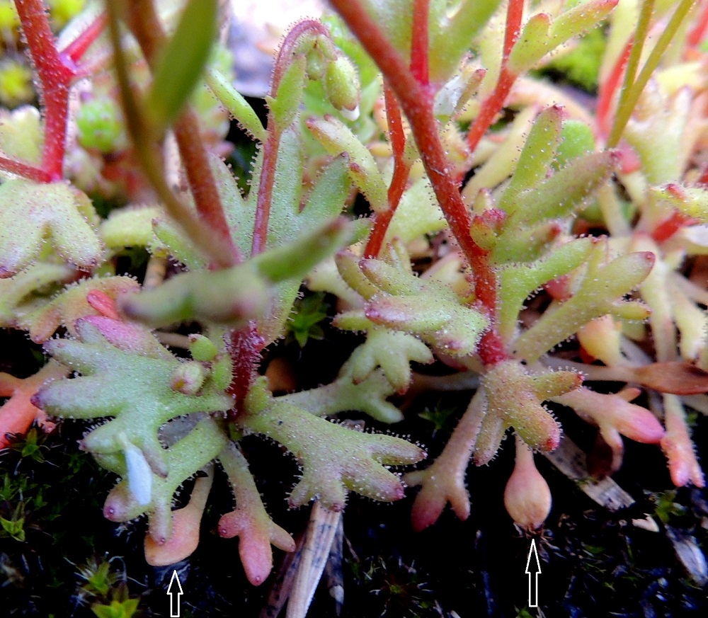 Saxifraga tridactylites - mäkirikon alimmat tyvilehdet ovat ruodilliset ja niiden lapa on ehyt ja yleensä pyöreähkö tai soikeahko sekä pituudeltaan noin 2-3 mm (nuolet). Alimman lehtikerroksen yläpuolella on joukko tyvilehtiä, jotka ovat lähinnä vastapuikeita, päästään yleensä 3-5-liuskaisia sekä ruotimaisen pitkä- ja kapeatyvisiä. Tyvilehdillä on pituutta yleensä noin 5-15 mm. 14.5.2015. Copyright Hannu Kämäräinen.