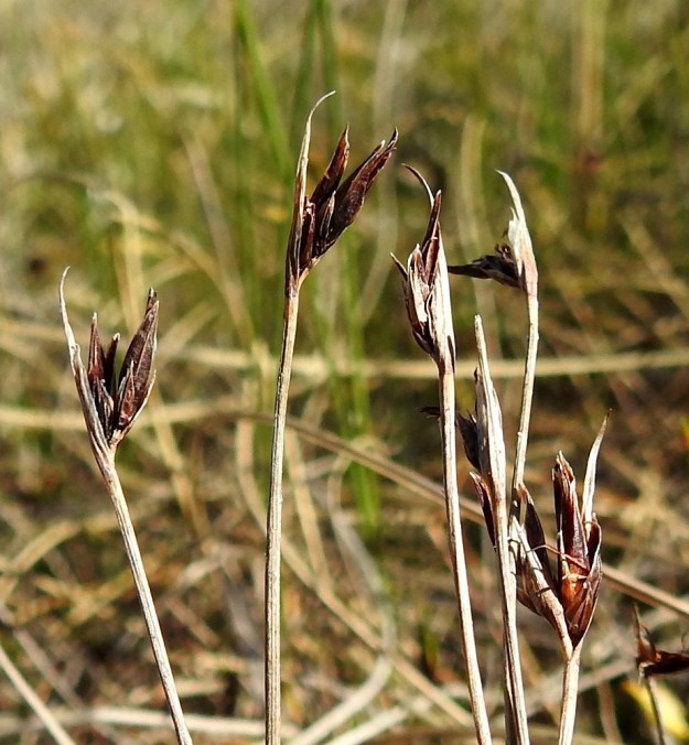 Schoenus ferrugineus - ruskoruosteheinän varret ovat liereät ja uurteiset. Kuvassa on edellisen kasvukauden kuivuneita varsia ja tähkiä, joista pähkylät ovat jo varisseet, mutta tähkäsuomut ovat yhä paikoillaan. Ks, Kuusamo, Käylä, Oulangan kansallispuisto, Rytilampi, rantasuo, 14.6.2019. Copyright Hannu Kämäräinen.