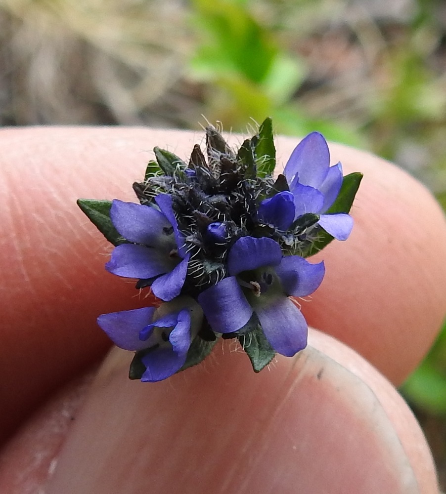 Veronica alpina subsp. alpina - tunturitädykkeen subsp. pulmuntunturitädykkeen sormien välissä olevan tiiviin kukinnon leveys on noin 15 mm. Kuvassa vasemmalla alhaalla näkyvä valkoisehko teriöntorvi on noin 1 mm pitkä. Kukinnossa näkyy hyvin myös sinertävien verhiönliuskojen ripsilaitaisuus. EnL, Enontekiö, Kilpisjärvi, Saanan lounaisrinne, ensimmäisen, matalan pahtaseinämän tyven jyrkkä tunturikoivikkorinne retkeilykeskuksen kohdalla, 585 m mpy, 5.7.2018. Copyright Hannu Kämäräinen.