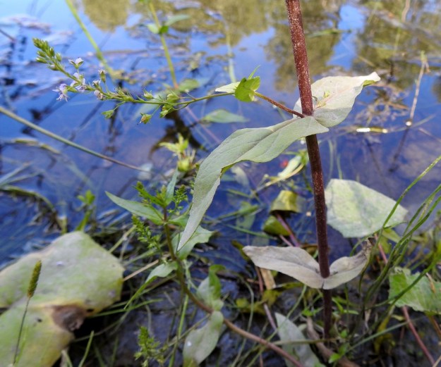 Veronica anagallis-aquatica - konnantädykkeen varret ovat yleensä vihreät, vaaleanvihreät tai ruskehtavan vihreät. Joskus ne voivat kuitenkin olla alaosastaan aivan punaruskeat, kuten kuvassa. Lähilajilla, vesitädykkeellä, V. catenata, varret ovat useimmiten juuri punaruskeat tai sinipunaiset. Lajia ei ole kuitenkaan tavattu Suomessa 1850-luvun jälkeen. Myös sen lehdet ovat aivan tai lähes tasasoukat toisin kuin konnantädykkeellä. ES, Kouvola, Kullasvaara, Kotkan valtatien itäpuoli, rata-alueen pohjoispuolella oleva oja ja sen hulevesialtaat, 10.7.2020. Copyright Hannu Kämäräinen.