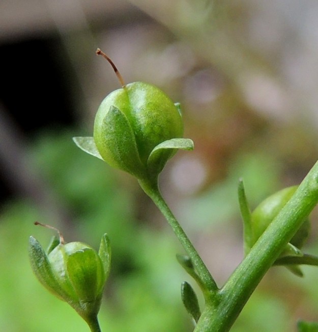 Veronica beccabunga - ojatädykkeen kota on lähes pallomainen, noin 3-4 mm pitkä ja kalju sekä päästään vain pienilovinen. Se on verhiön pituinen tai vähän sitä lyhyempi tai pitempi. Emin vartalo jää kuivana jäänteenä kodan kärkeen. EH, Kouvola, Kuusankoski, Kymintehdas, ent. rautavaraston seinustan vesikanava, 1.8.2015. Copyright Hannu Kämäräinen.