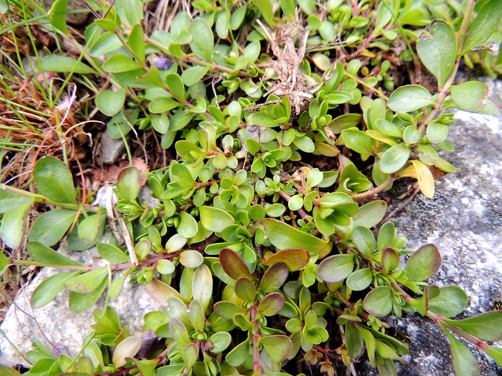 Veronica fruticans - varputädykkeen kasvuton tyvellä on usein myös runsaasti kukattomia, lyhyitä varsia. Ainakin osa niistä voi myöhemmin kasvaa kukallisiksi ja jatkaa näin yksilön kukinta-aikaa. EnL, Enontekiö, Kilpisjärvi, Mallan luonnonpuisto, Kalottireitin varsi Iso-Mallan etelärinteellä, Kitsijoen itäpuolen rinnekivikko, 650 m mpy, 19.7.2013. Copyright Hannu Kämäräinen.