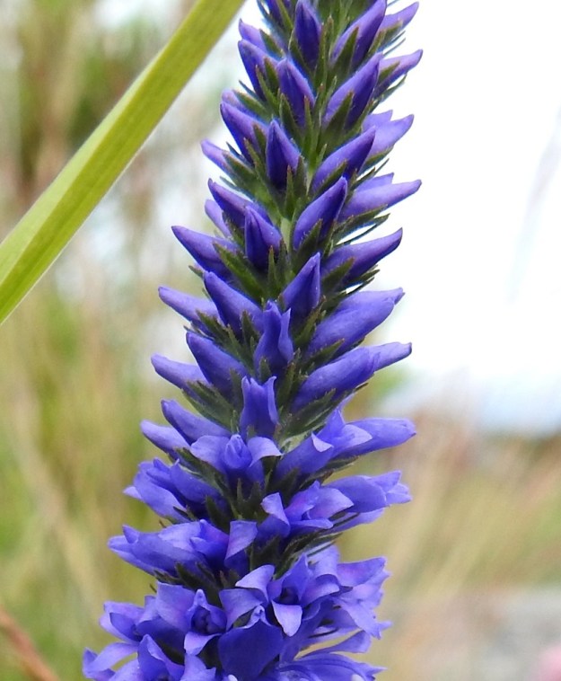 Veronica spicata - tähkätädykkeen kukan verhiö on kukinnon tiheyden vuoksi näkyvissä vain nuppuvaiheisissa kukissa. Piiloon jäävä kukkaperä on noin 1 mm pitkä. Neliliuskaisen verhiön liuskat ovat kapeansoikeahkot ja suippopäiset sekä tavallisesti noin 2,5-3,5 mm pitkät. Verhiö on tiheään karvainen ja nystykarvainen. A, Eckerö, Käringsundby, rantakallioketo Käringsundsvägenin varrella, 9.7.2017. Copyright Hannu Kämäräinen.