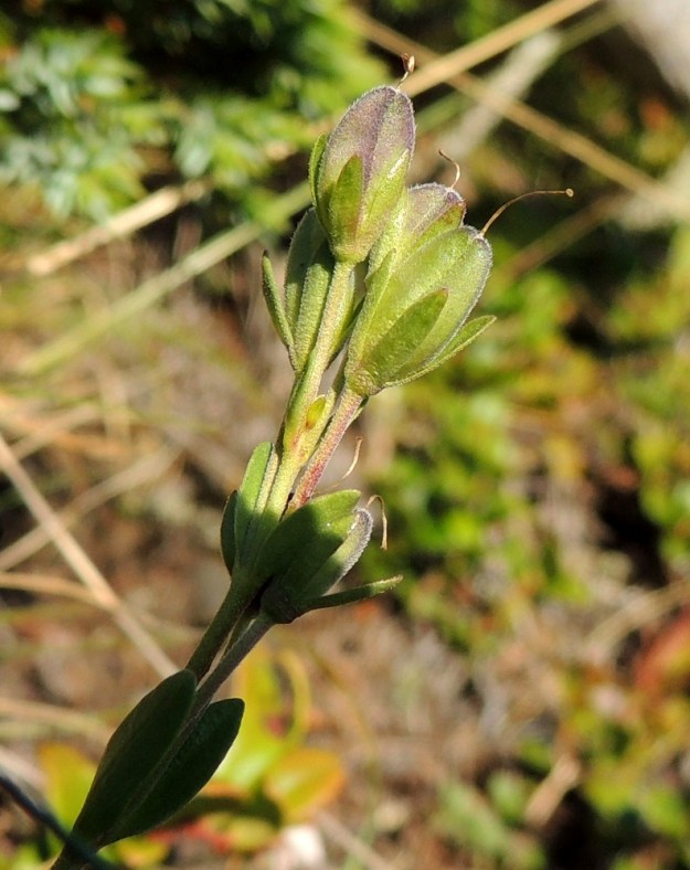 Veronica fruticans - varputädykkeen kota on soikea, litteä ja tavallisesti noin 7-8 mm pitkä sekä noin 4 mm leveä. Se on kuvan tavoin karvainen tai kalju sekä verhiötä pitempi. Kodan päässä on vain pieni lovi, johon emin vartalo luotteineen jää kuivuneena törröttämään. EnL, Enontekiö, Kilpisjärvi, Saanan lounaisrinne, ensimmäinen, matala pahtaseinämä tunturikoivikkorinteessä, retkeilykeskuksen kohdalla, luonnonsuojelualue, 600 m mpy, 17.7.2013. Copyright Hannu Kämäräinen.