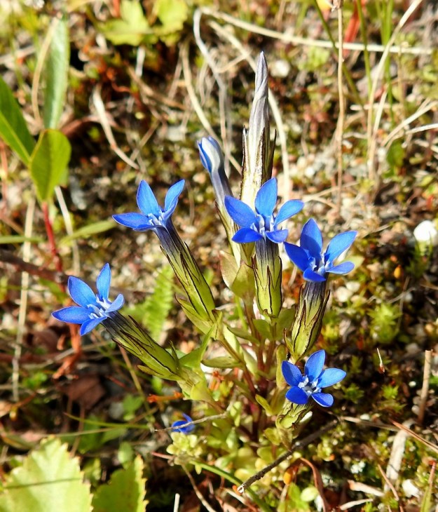 Gentiana nivalis - tunturikatkeron teriö on torvimainen, alaosastaan vihreähkö ja kärkeä kohti sinertyvä, sekä päästään 5-liuskainen. Pituutta sillä on tavallisesti noin 17-20 mm. Torven leveys on noin 2-3 mm. Teriönliuskat ovat torven kärjessä ratasmaisesti ja leveyttä kukalla on yleensä noin 8-12 mm. Takimmainen kukka on siirtymässä jo hedelmävaiheeseen. Kota on noin teriön torven mittainen ja jää sen sisään näkymättömiin. EnL, Enontekiö, Kilpisjärvi, Saanan alarinne, Käsivarrentien laitaoja lähellä Siilastuvan tienhaaraa, 485 m mpy, 9.7.2018. Copyright Hannu Kämäräinen.